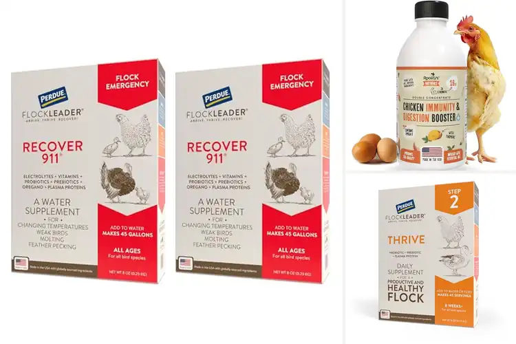 Detailed view of Best Chicken Flock Wellness Supplements