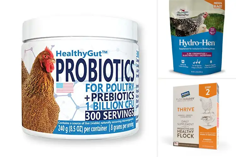 Detailed view of Best Chicken Probiotics