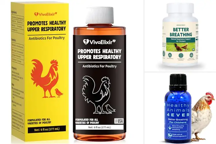 Detailed view of Best Chicken Respiratory Supports: Keep Your Flock Thriving