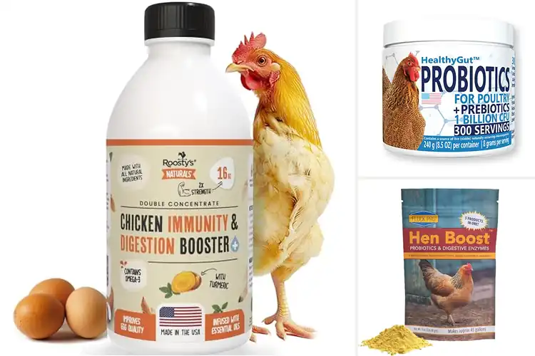 Detailed view of Best Digestion Boost For Chickens