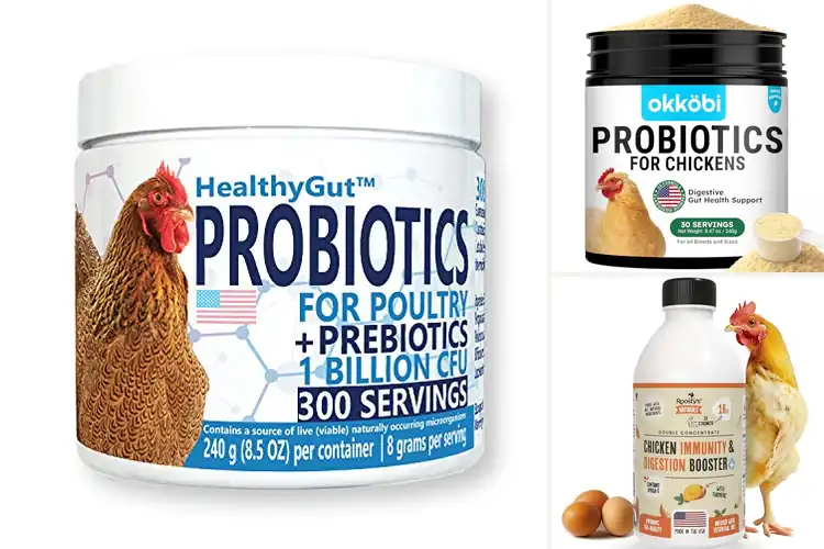 Detailed view of Best Digestive Health Supplements for Poultry