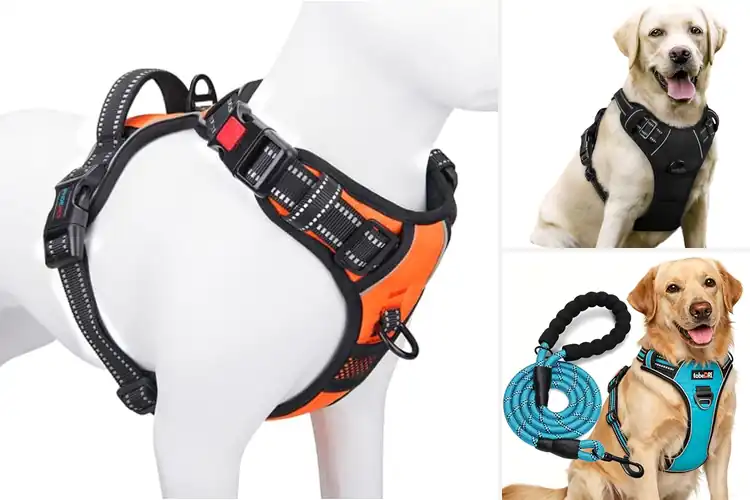 Detailed view of Best Dog Harnesses: Top 10 Picks for Safe & Enjoyable Walks