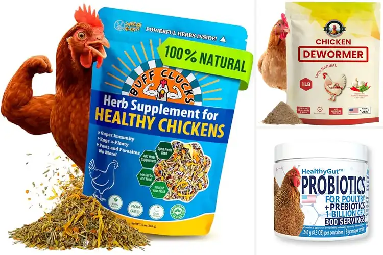 Detailed view of Best Natural Chicken Supplements for a Healthier Flock