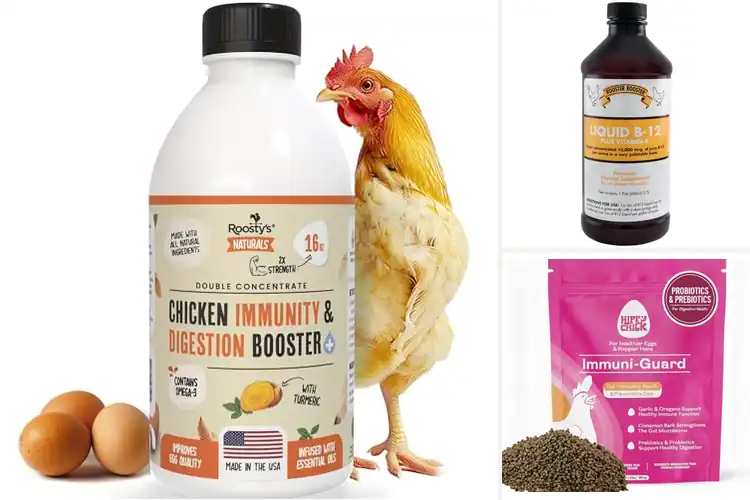 Detailed view of Best Poultry Immunity Boosters: 10 Simple Health Solutions